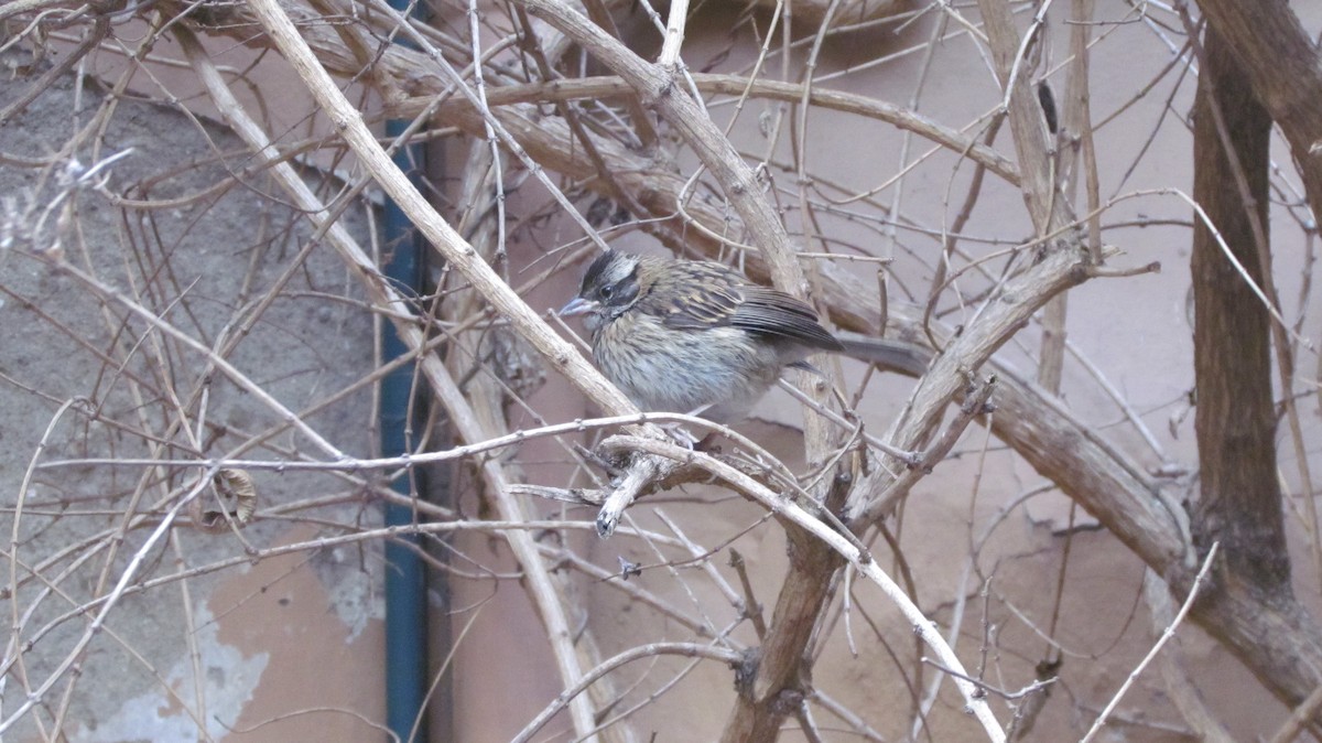 Rufous-collared Sparrow - ML622045556