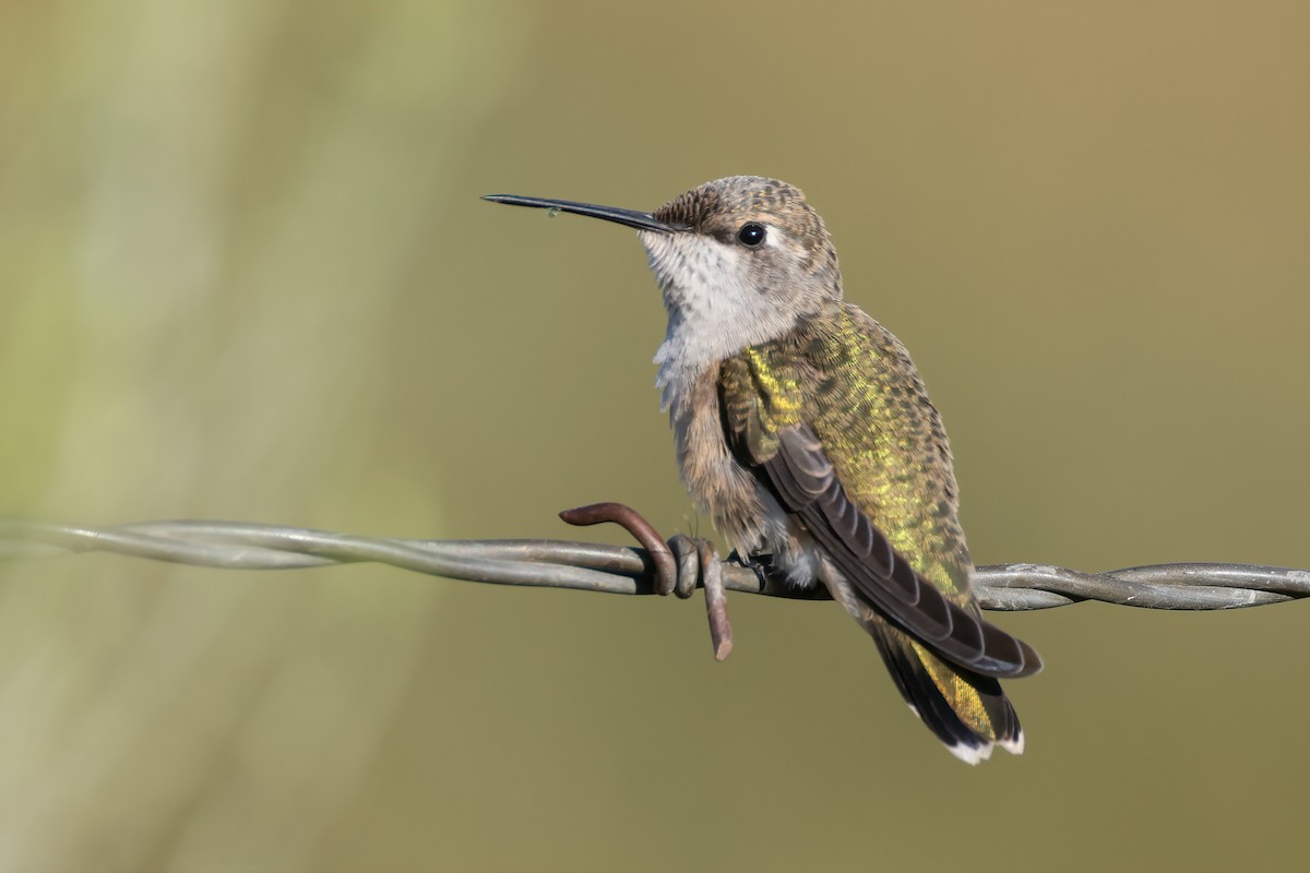 Black-chinned Hummingbird - ML622045583