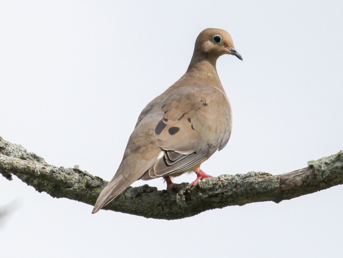 Mourning Dove - Jeffrey McCrary