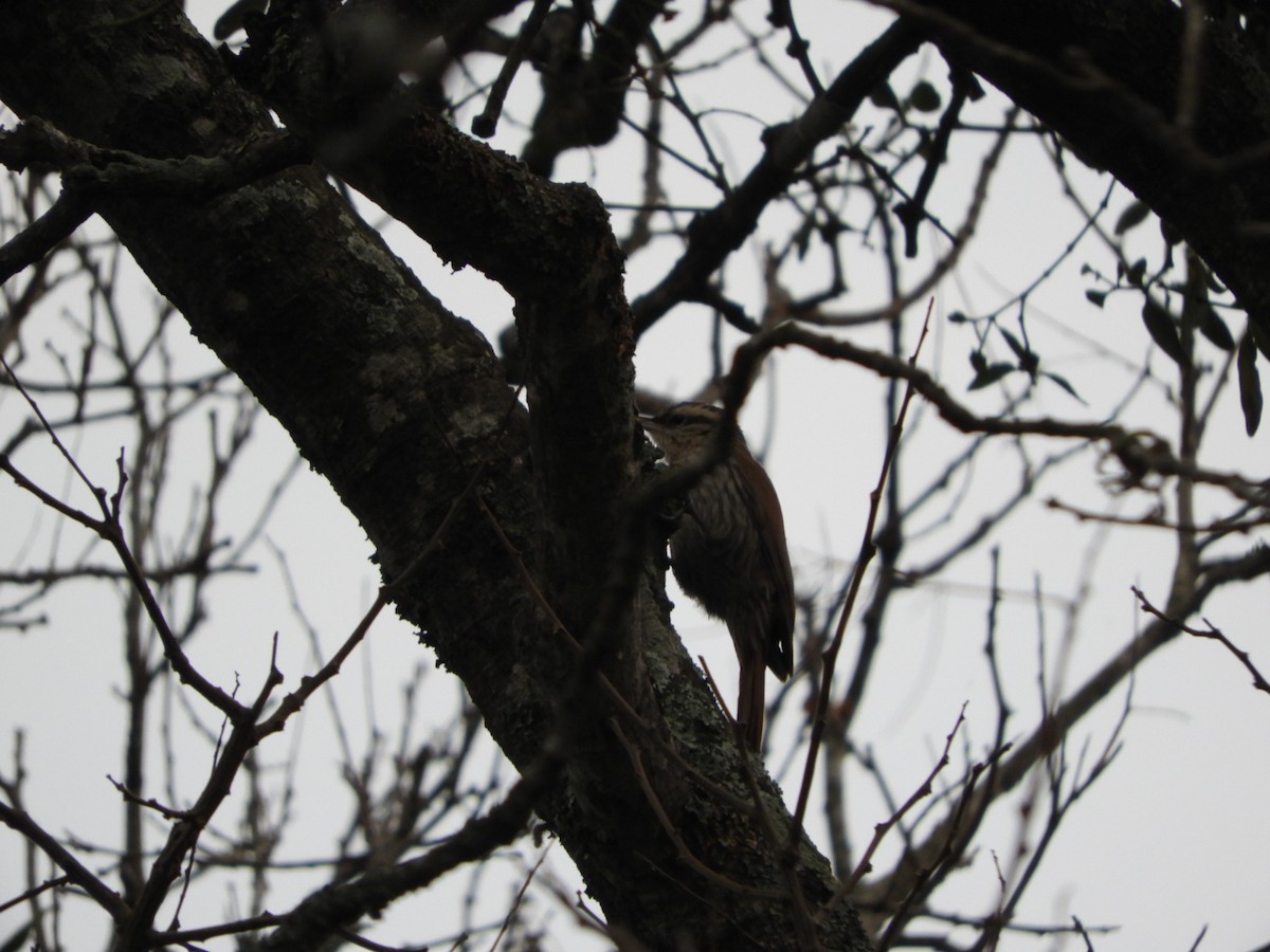 Narrow-billed Woodcreeper - ML622045650