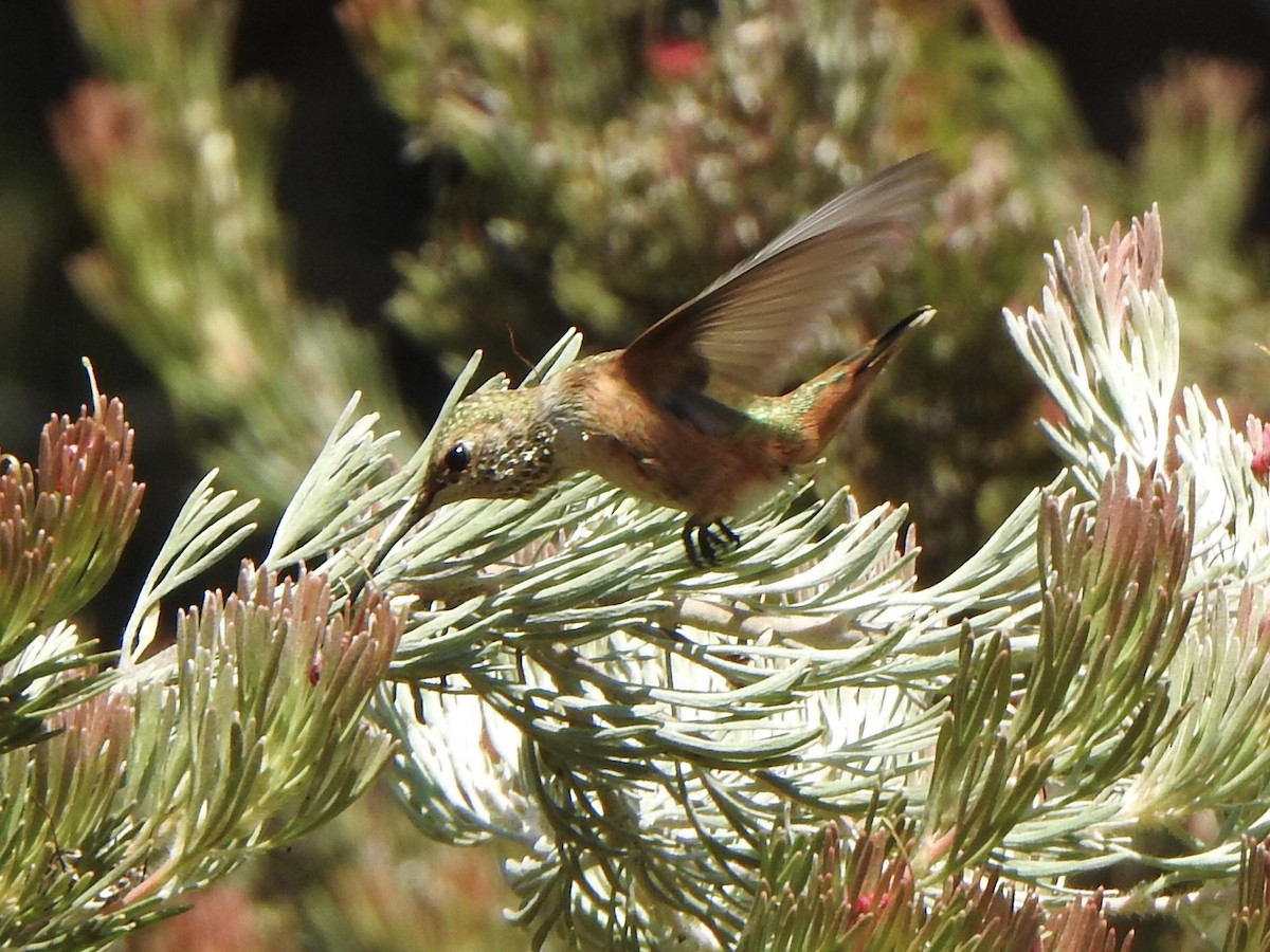 Rufous/Allen's Hummingbird - ML622045701