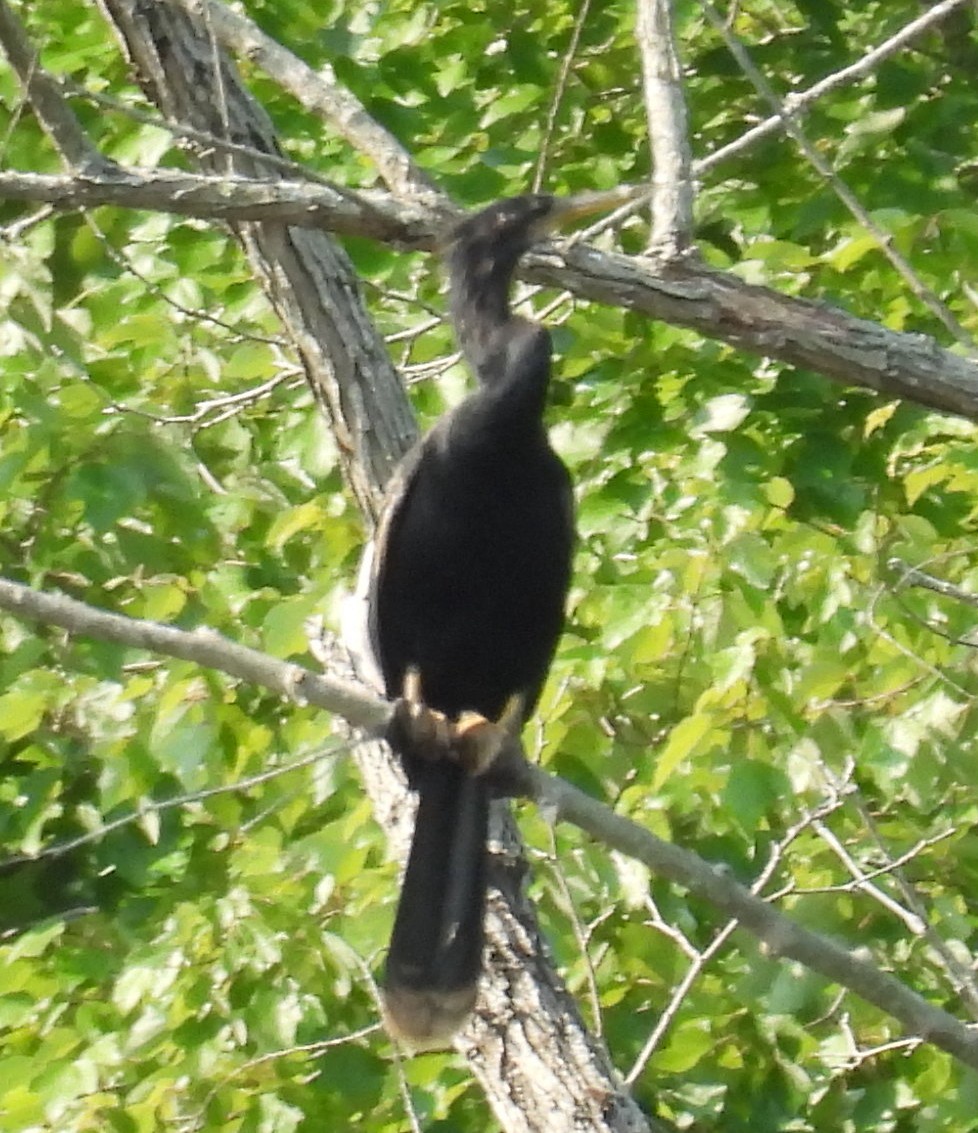 anhinga americká - ML622045706