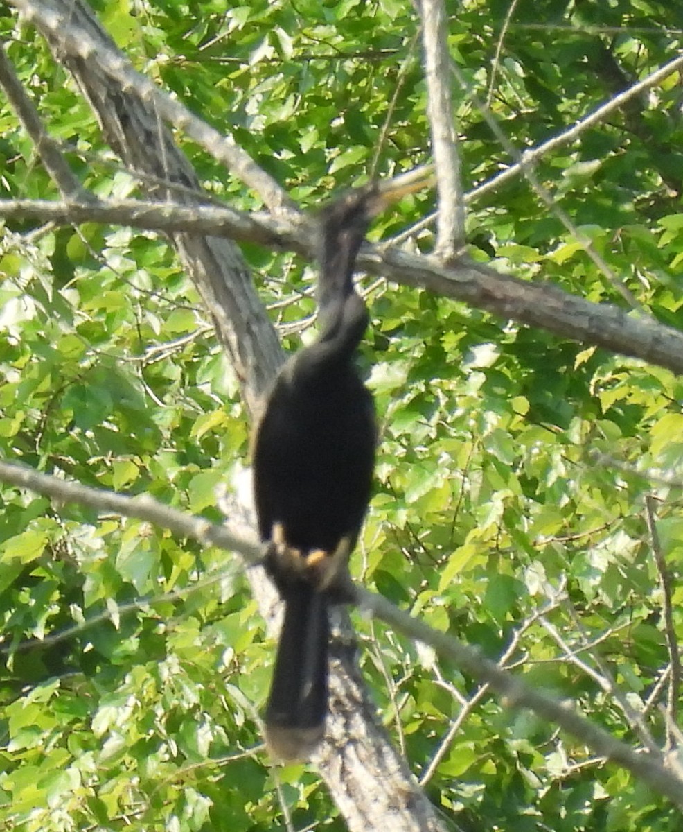 anhinga americká - ML622045707