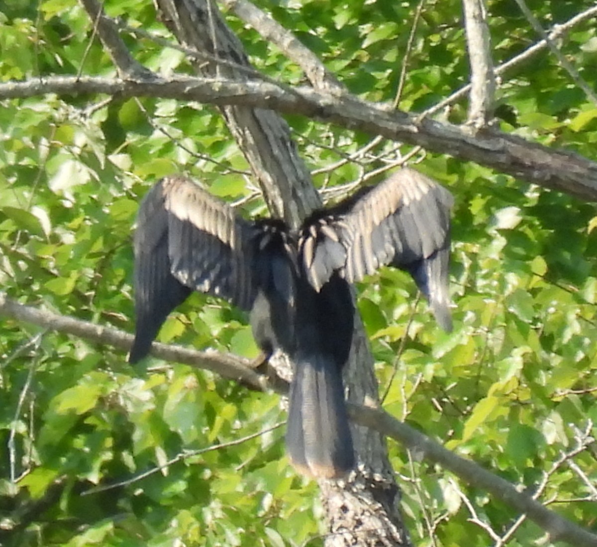 anhinga americká - ML622045708