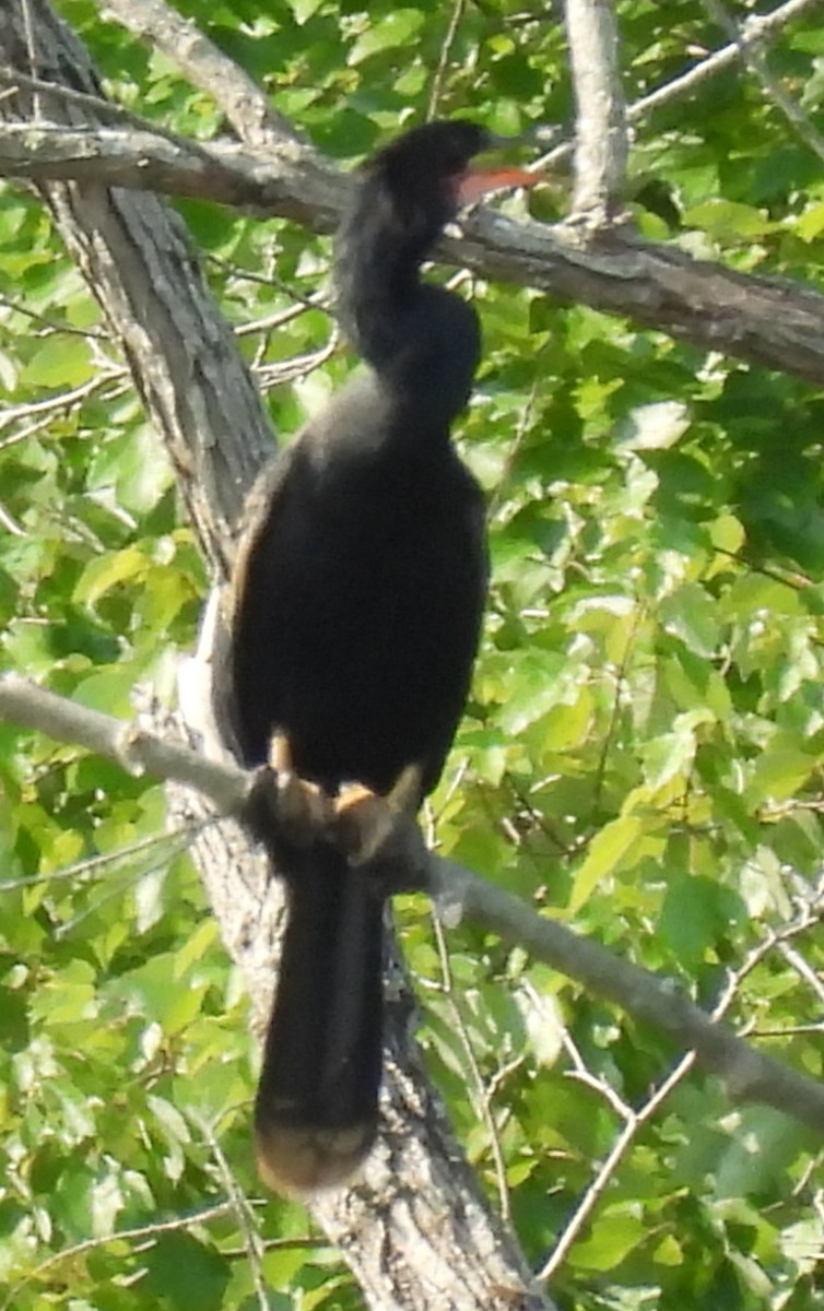 anhinga americká - ML622045709