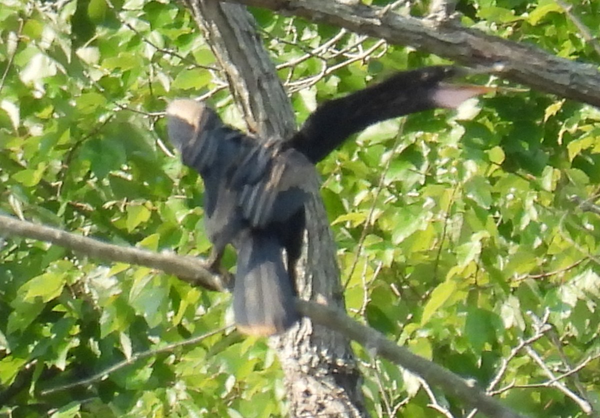 anhinga americká - ML622045710