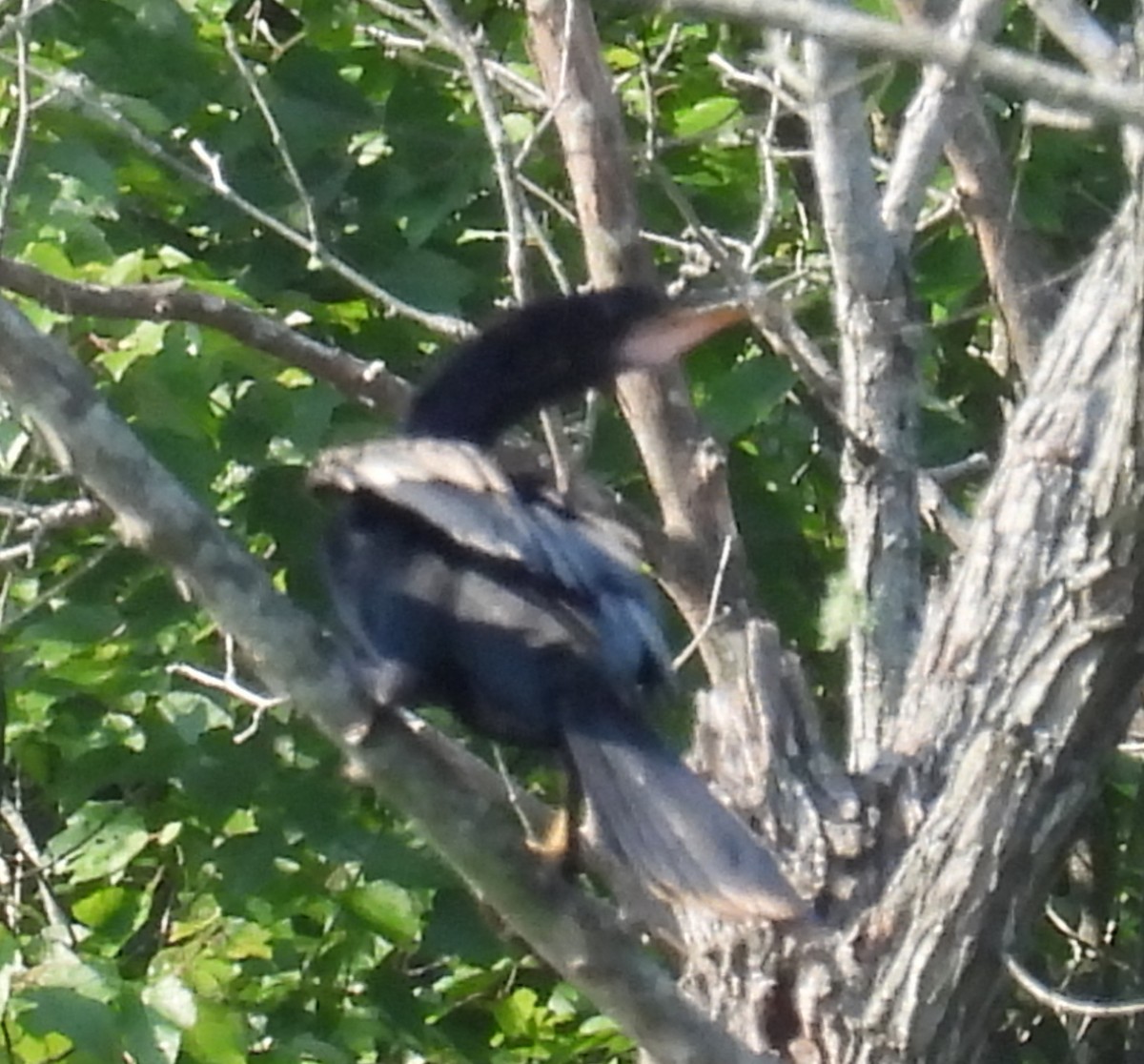 anhinga americká - ML622045711