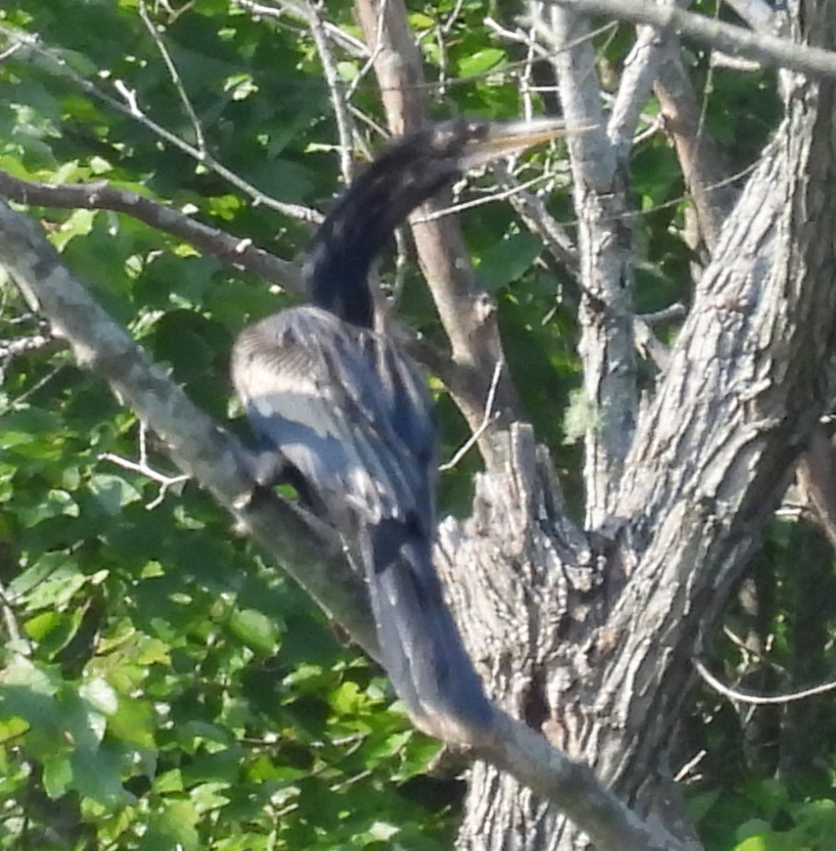 anhinga americká - ML622045712