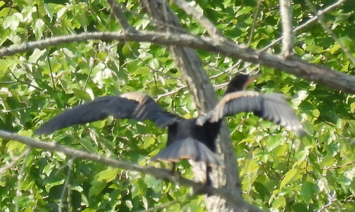 anhinga americká - ML622045713