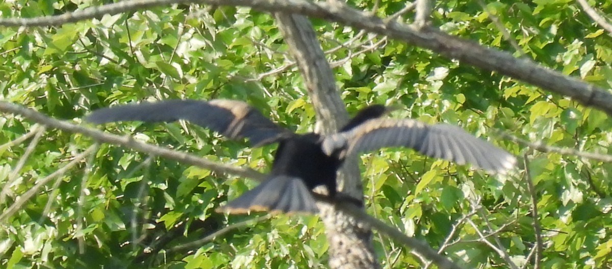 Anhinga - Jeffrey Blalock