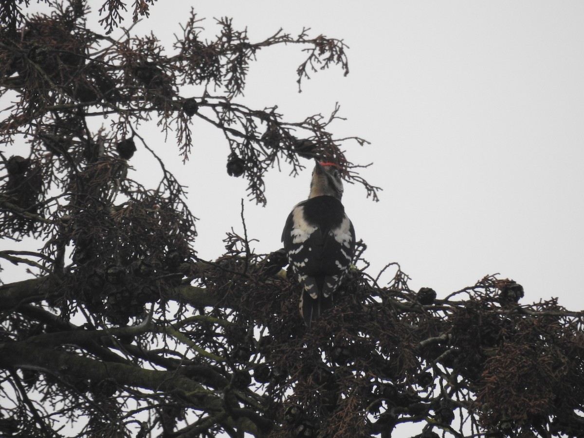 Great Spotted Woodpecker - ML622045786