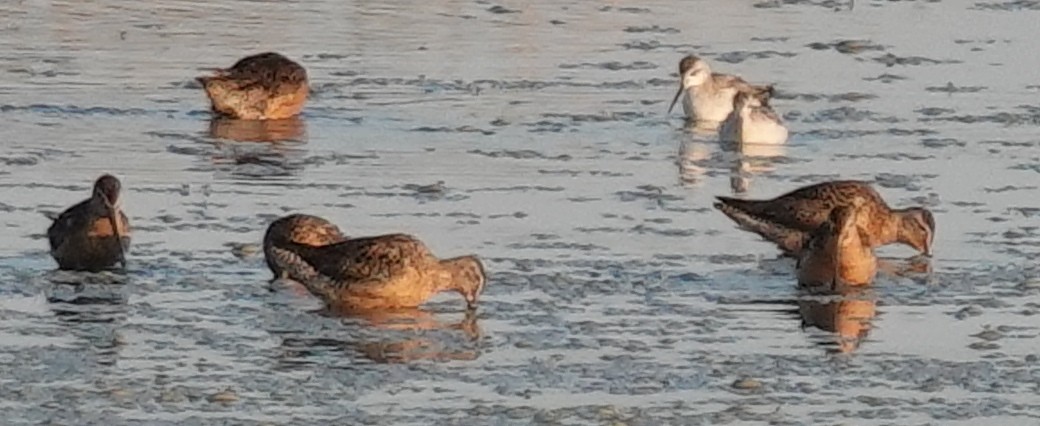 Long-billed Dowitcher - ML622045789
