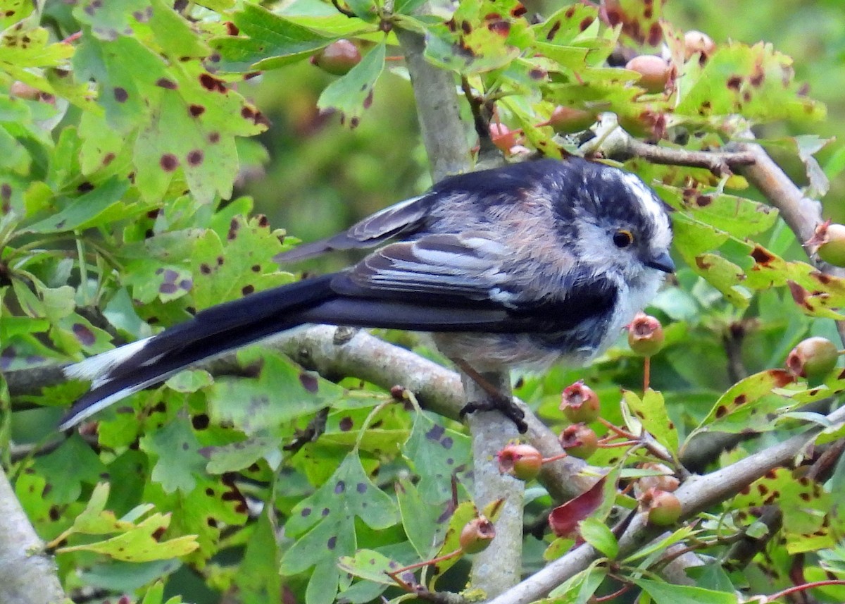 Long-tailed Tit - ML622045791