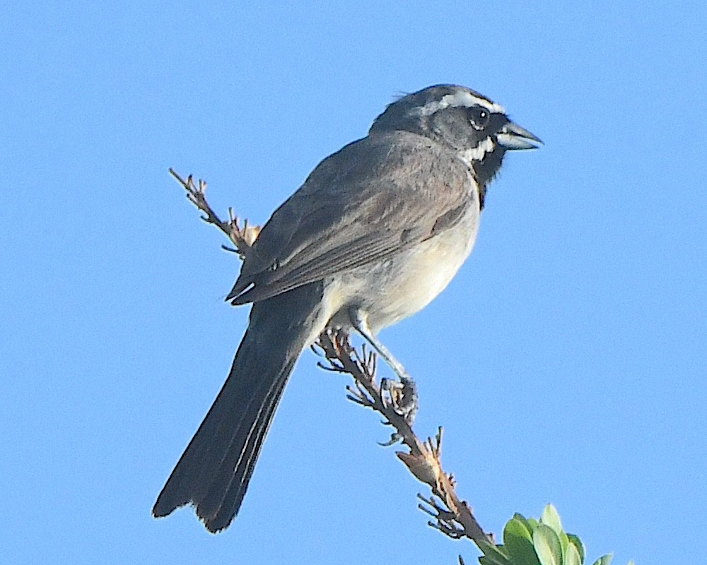 Black-throated Sparrow - ML622045793