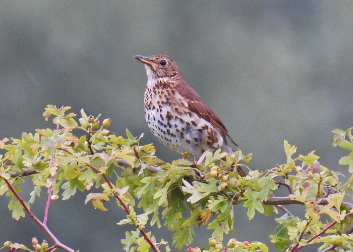 Song Thrush - ML622045798