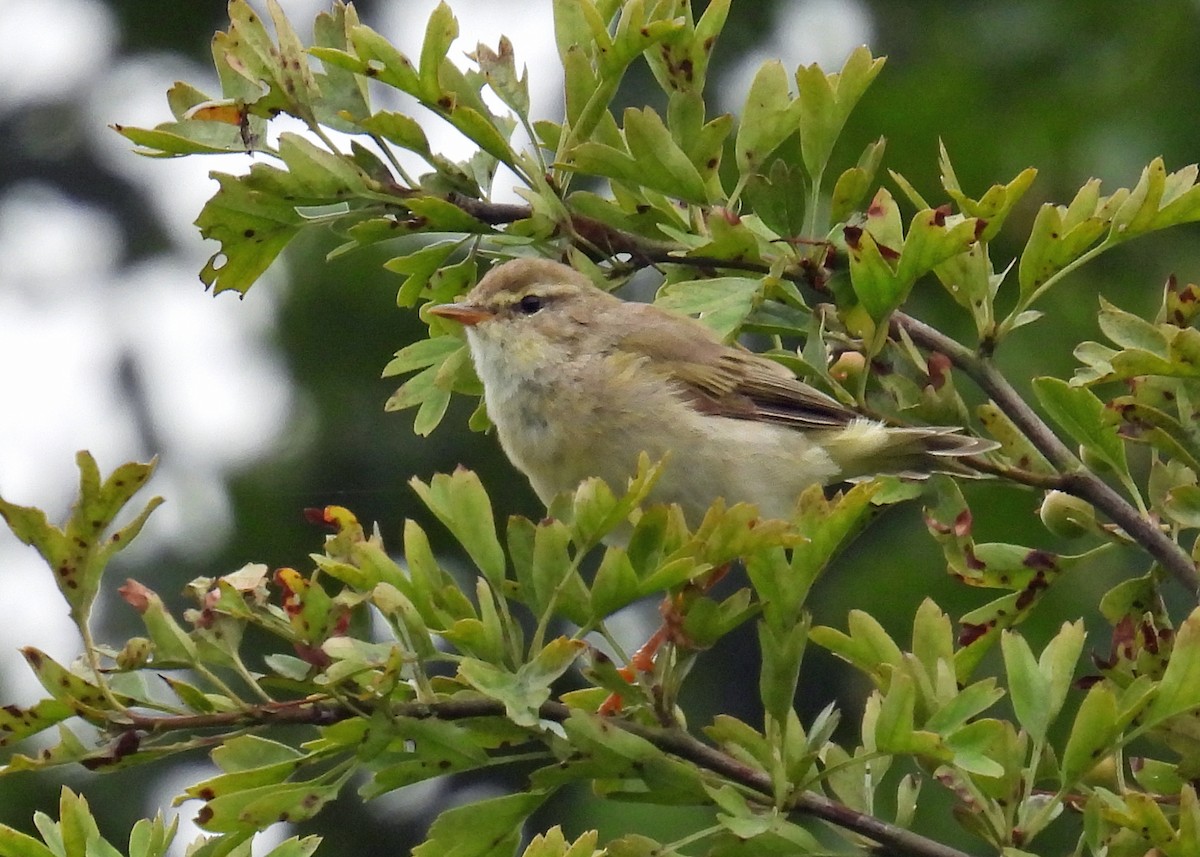 Willow Warbler - ML622045804