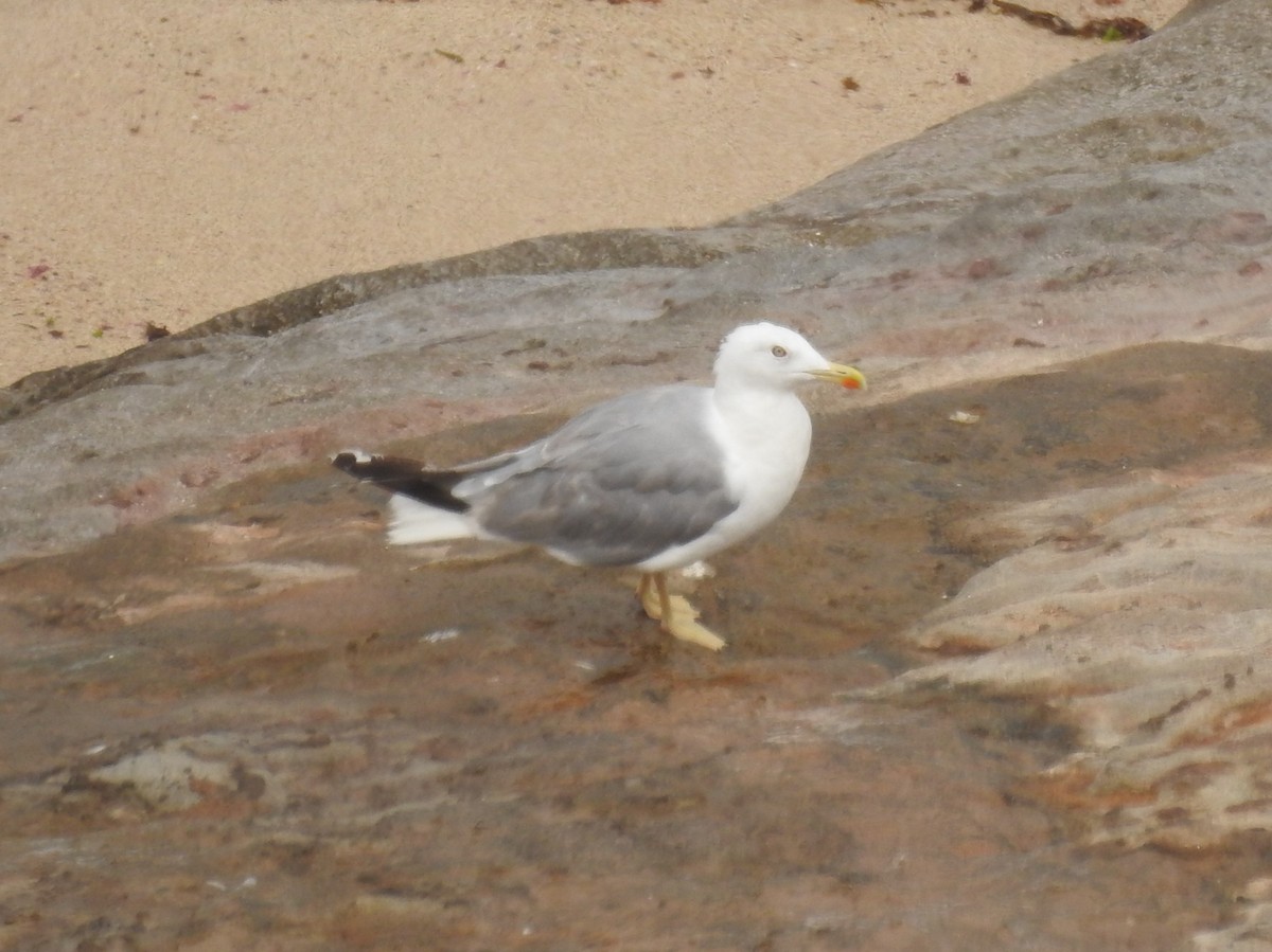 Yellow-legged Gull - ML622045806