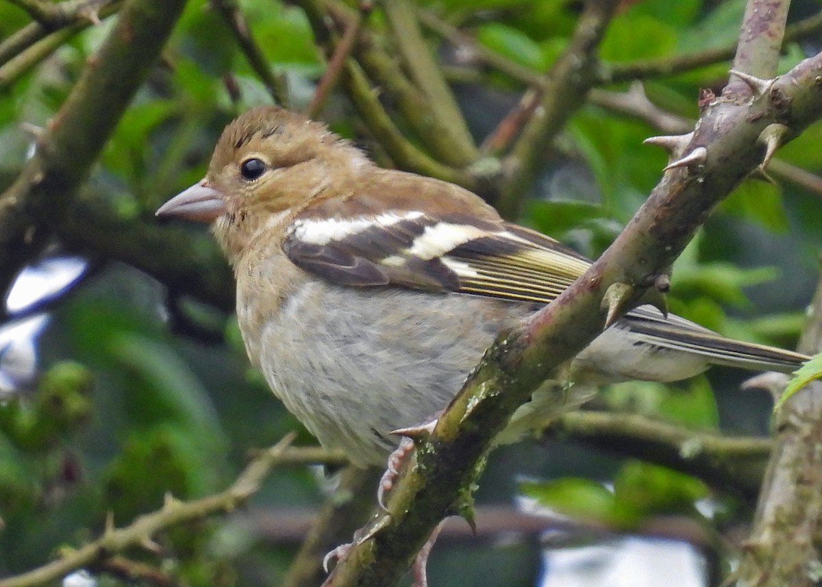 European Greenfinch - ML622045810