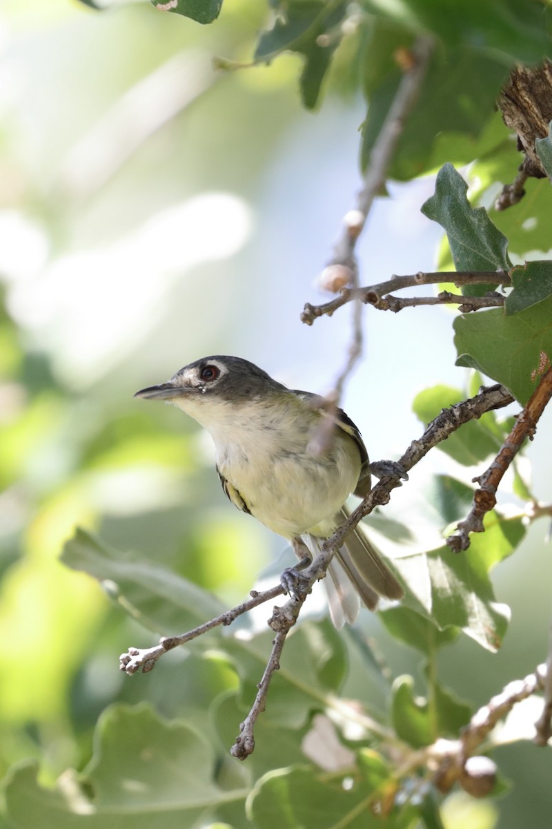 Black-capped Vireo - ML622045871