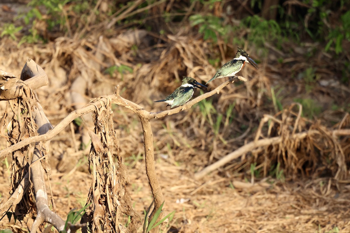 Amazon Kingfisher - ML622045910