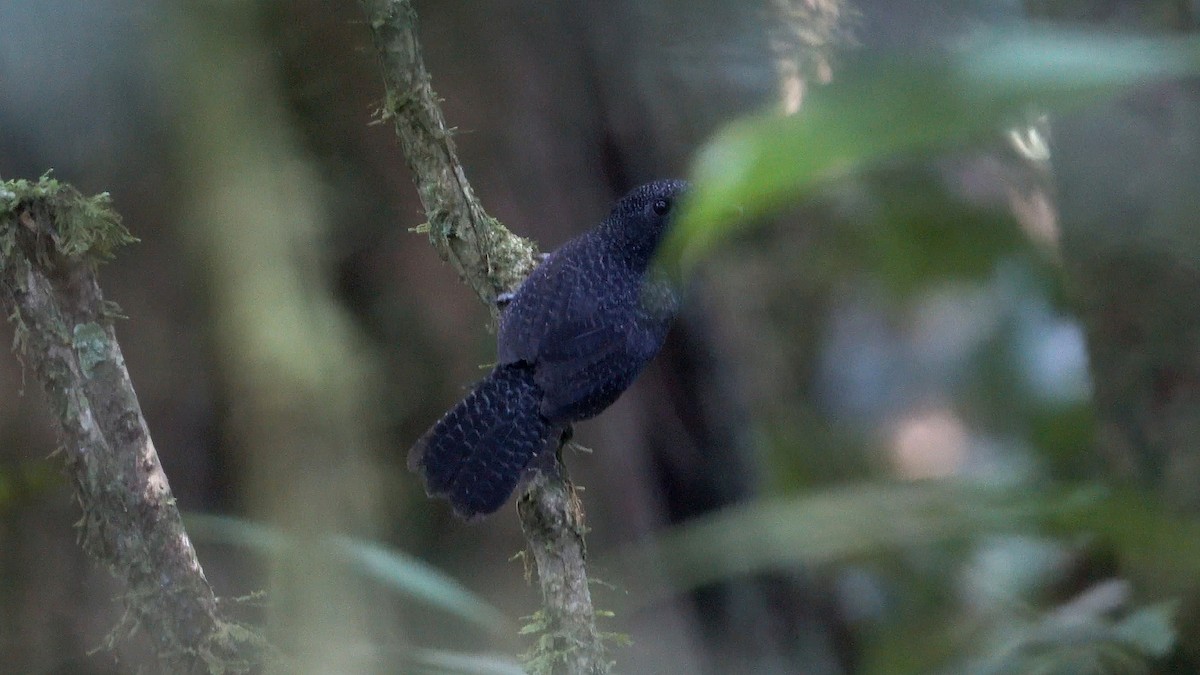 Fulvous Antshrike - ML622045926