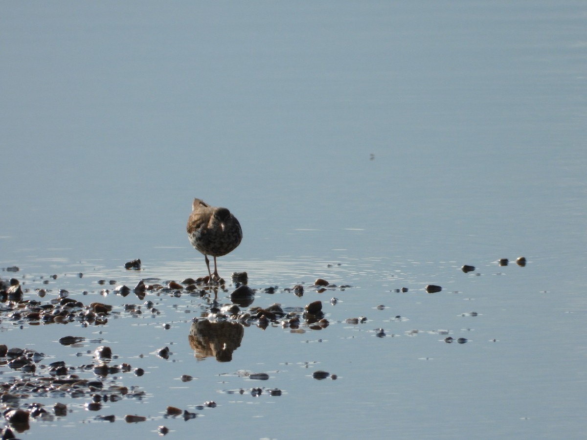 Spotted Sandpiper - ML622045951