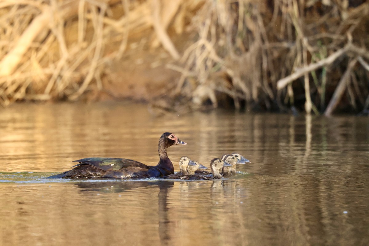 Muscovy Duck - ML622045958