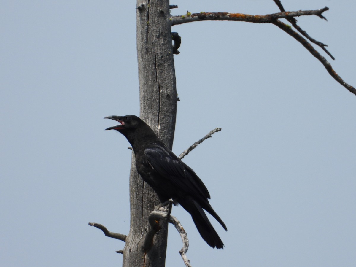 American Crow - ML622045959