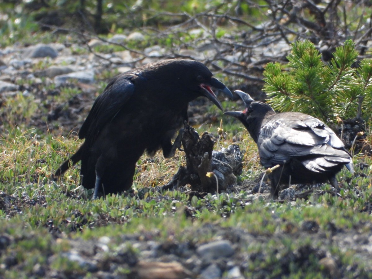 Common Raven - ML622045966