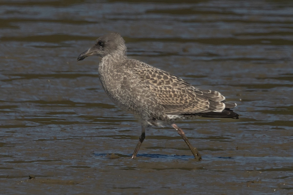 Goéland d'Audubon - ML622045980