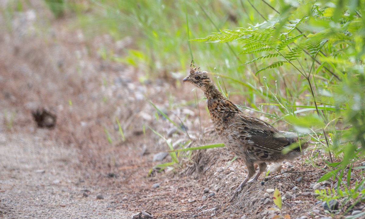 Ruffed Grouse - Nahuel Medina