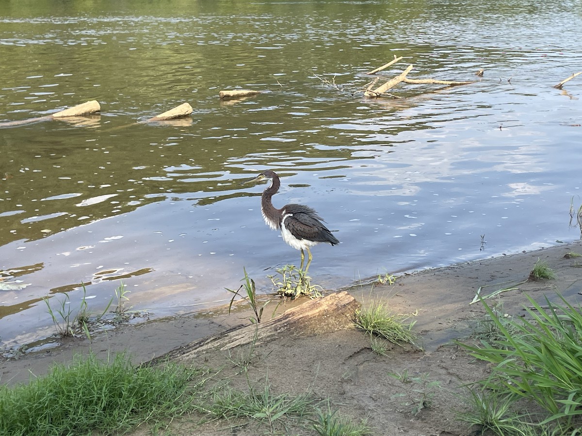 Tricolored Heron - ML622045996