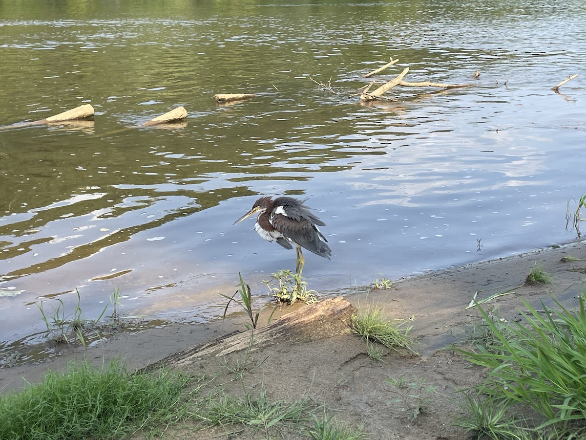 Tricolored Heron - ML622045997