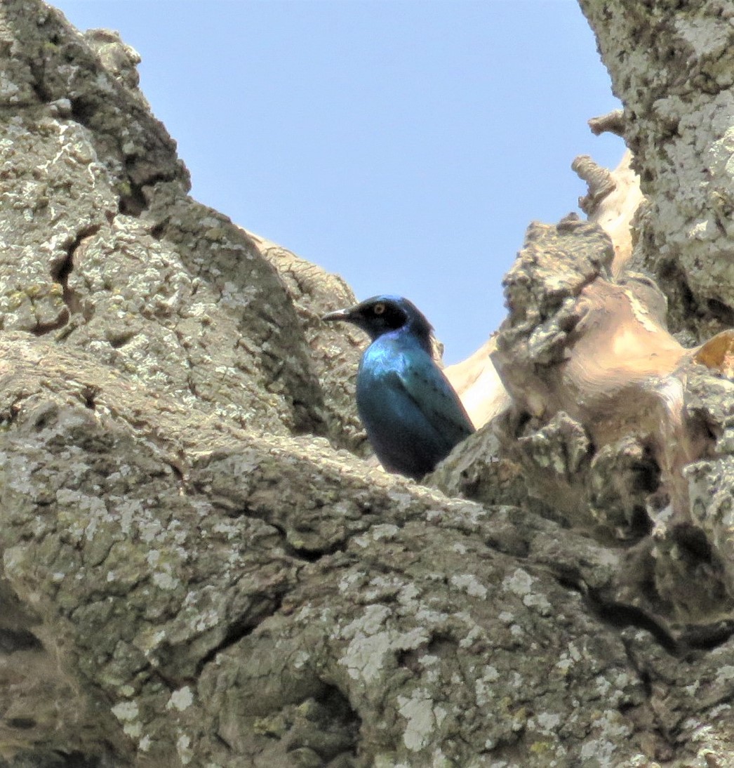 Lesser Blue-eared Starling - ML622046014