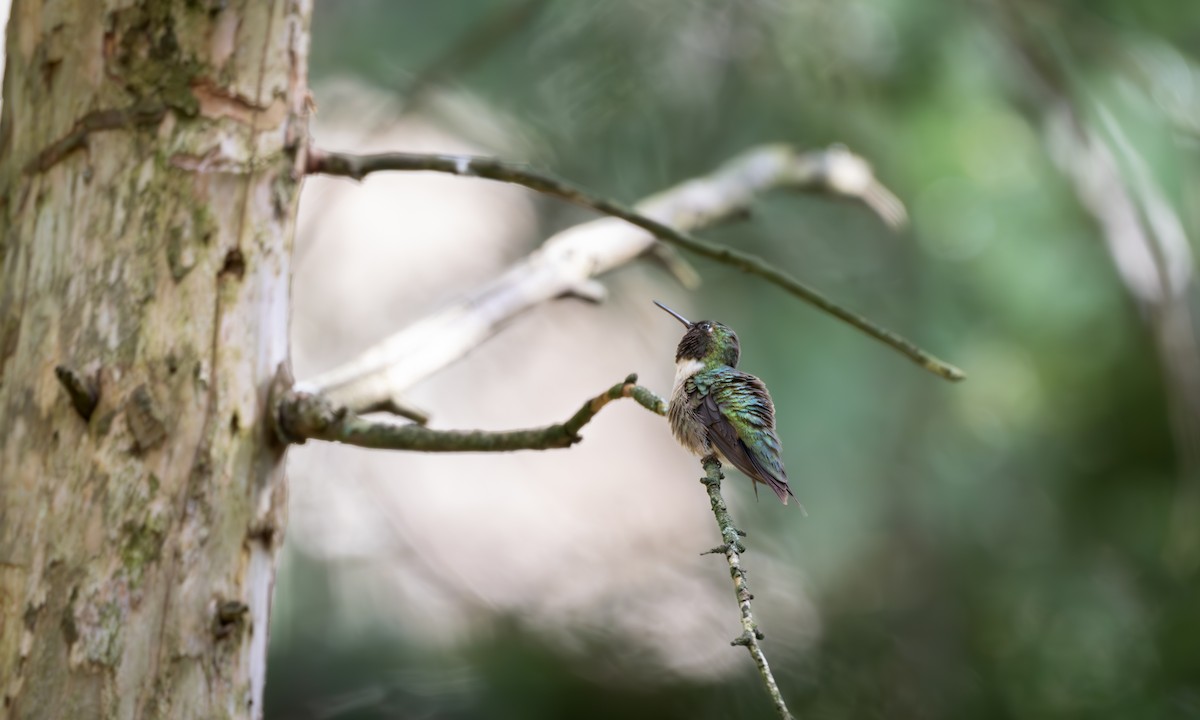 Ruby-throated Hummingbird - ML622046045