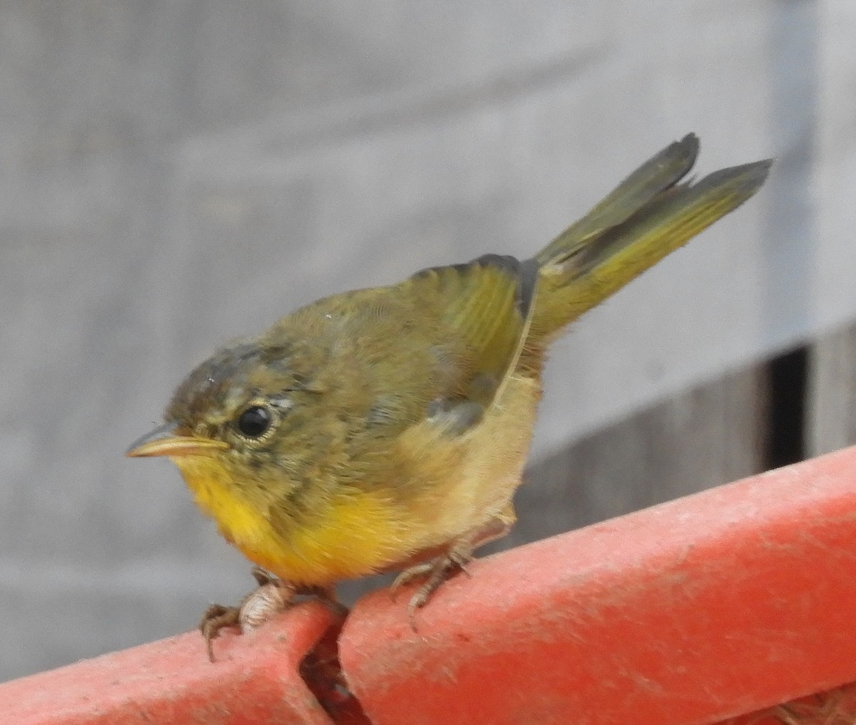 Common Yellowthroat - Kathleen Spicer