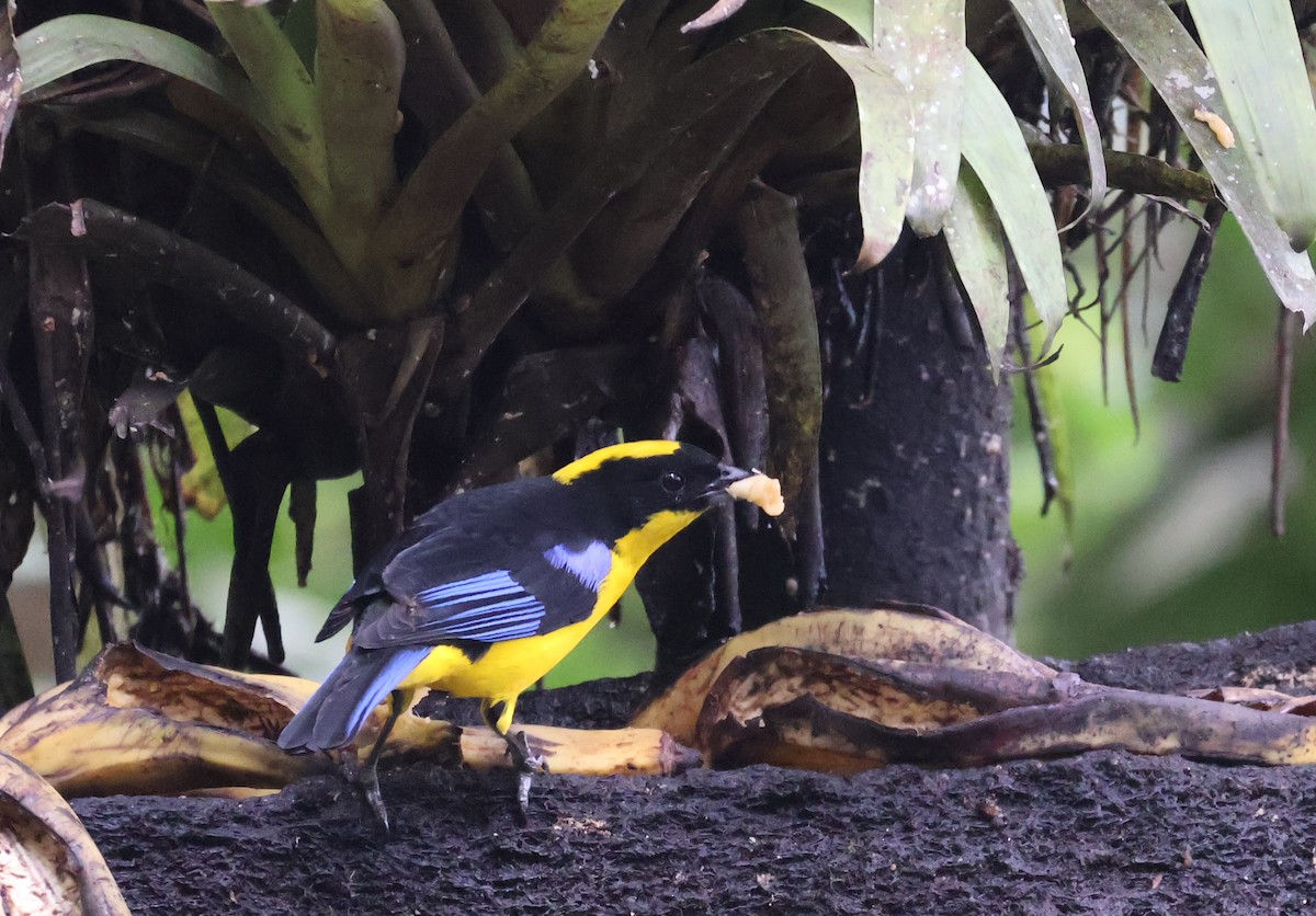 Blue-winged Mountain Tanager - ML622046096
