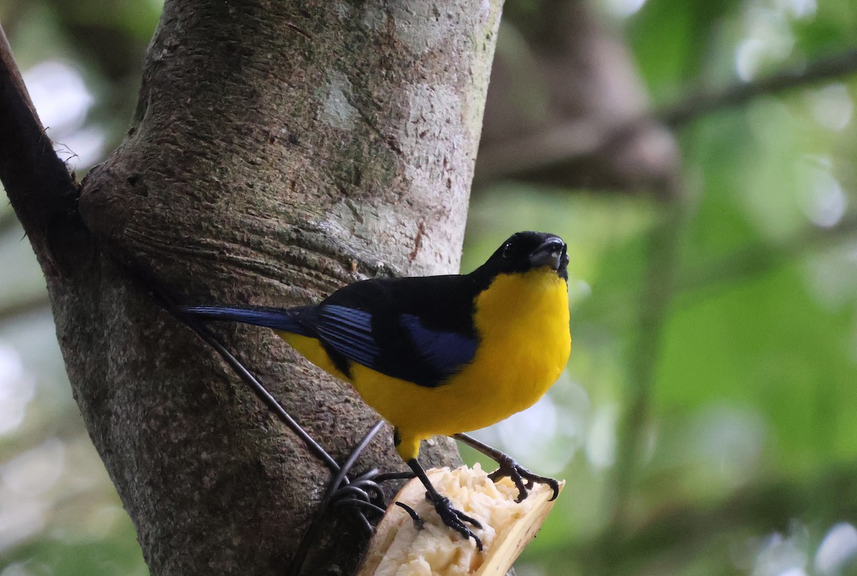 Blue-winged Mountain Tanager - ML622046097