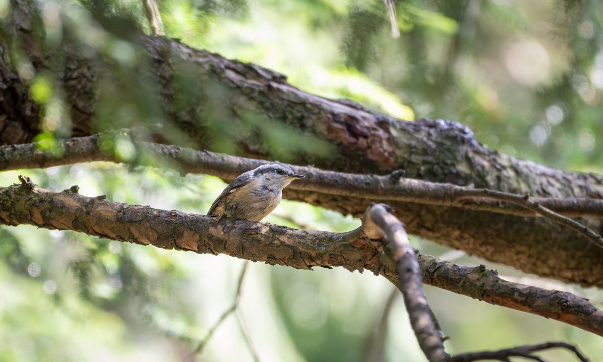 Red-breasted Nuthatch - ML622046110