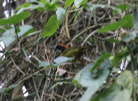 Russet-crowned Warbler - ML622046117
