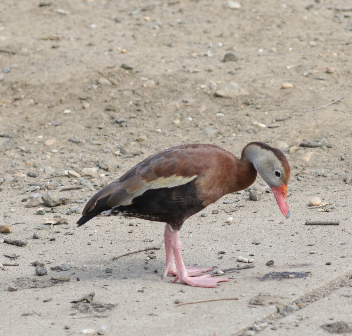 Black-bellied Whistling-Duck - ML622046156