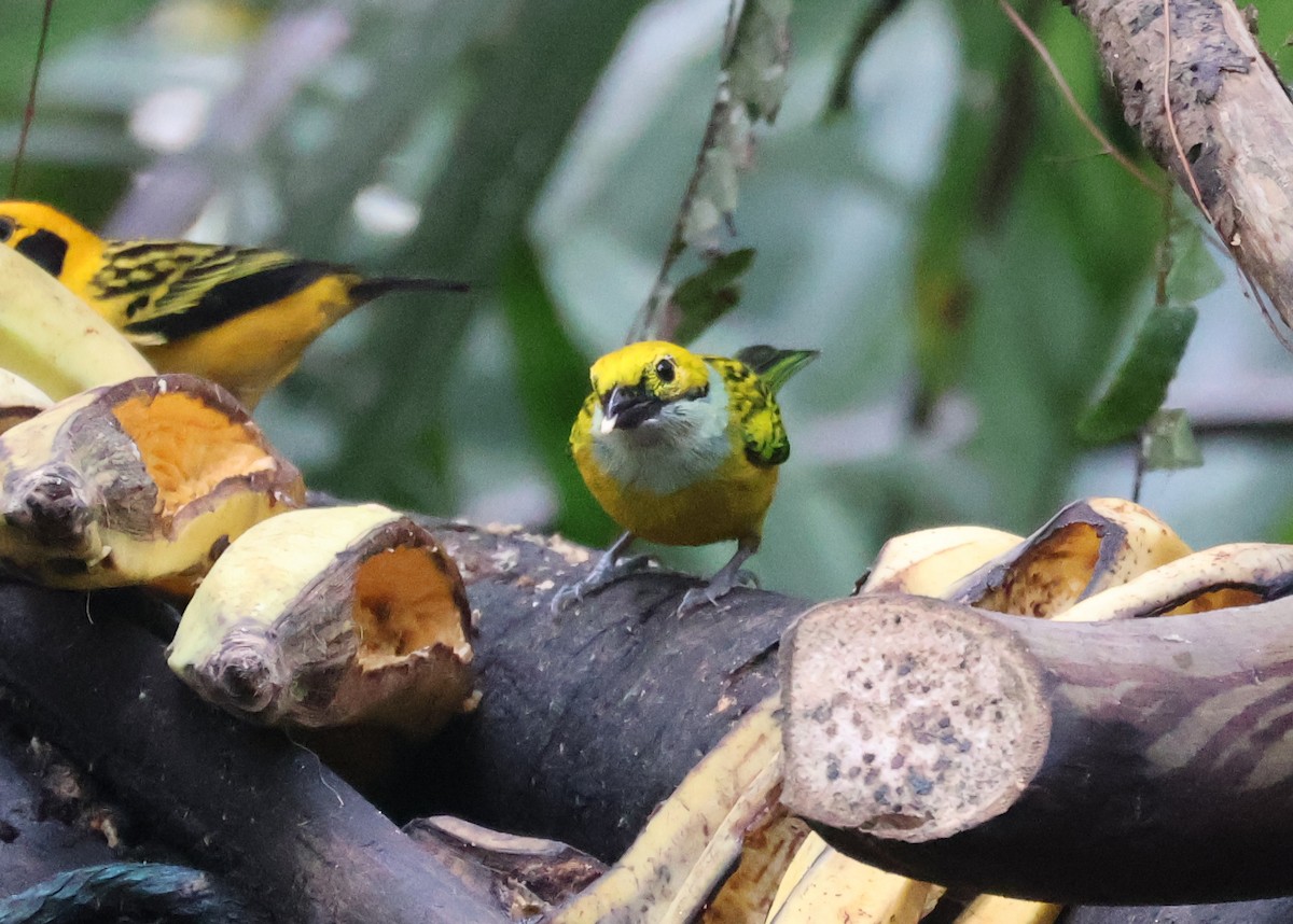 Silver-throated Tanager - ML622046170