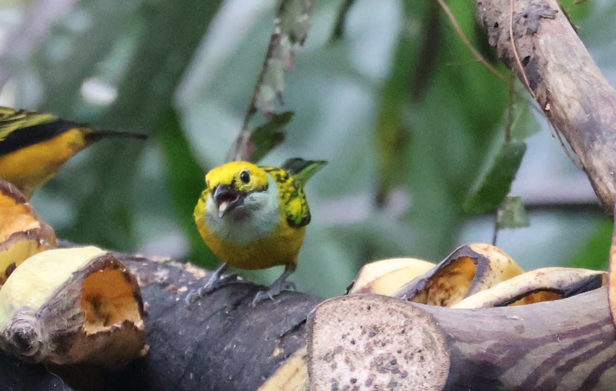 Silver-throated Tanager - ML622046171