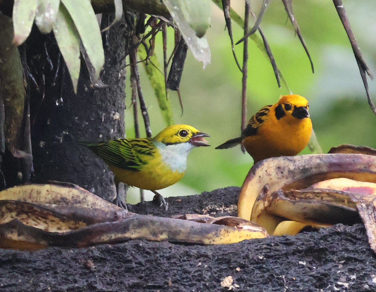 Silver-throated Tanager - ML622046172