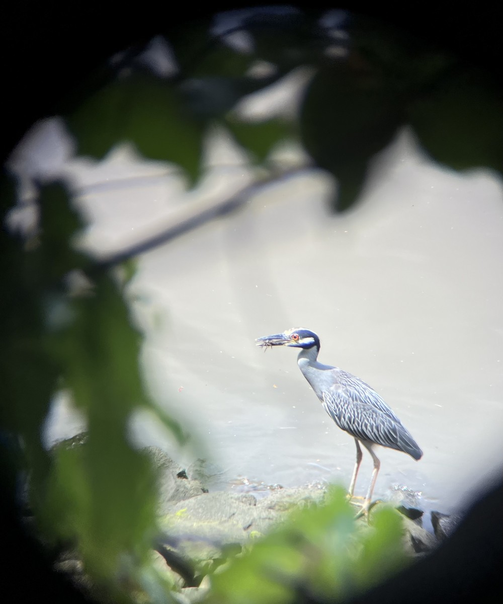 Yellow-crowned Night Heron - ML622046195