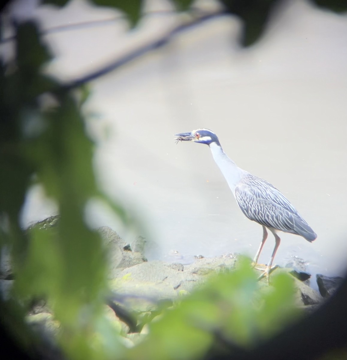 Yellow-crowned Night Heron - ML622046196