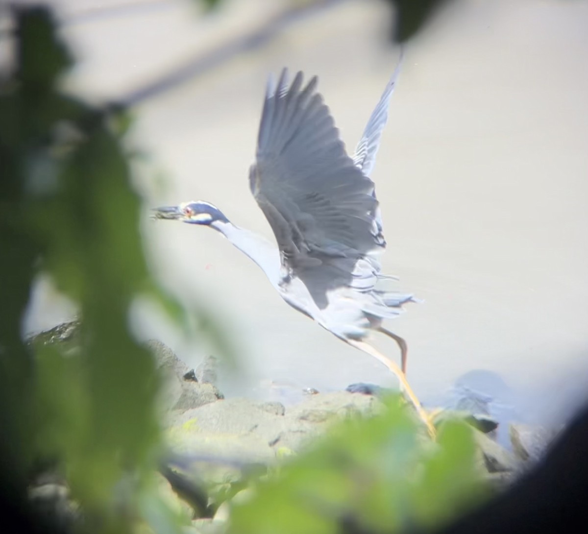 Yellow-crowned Night Heron - ML622046197