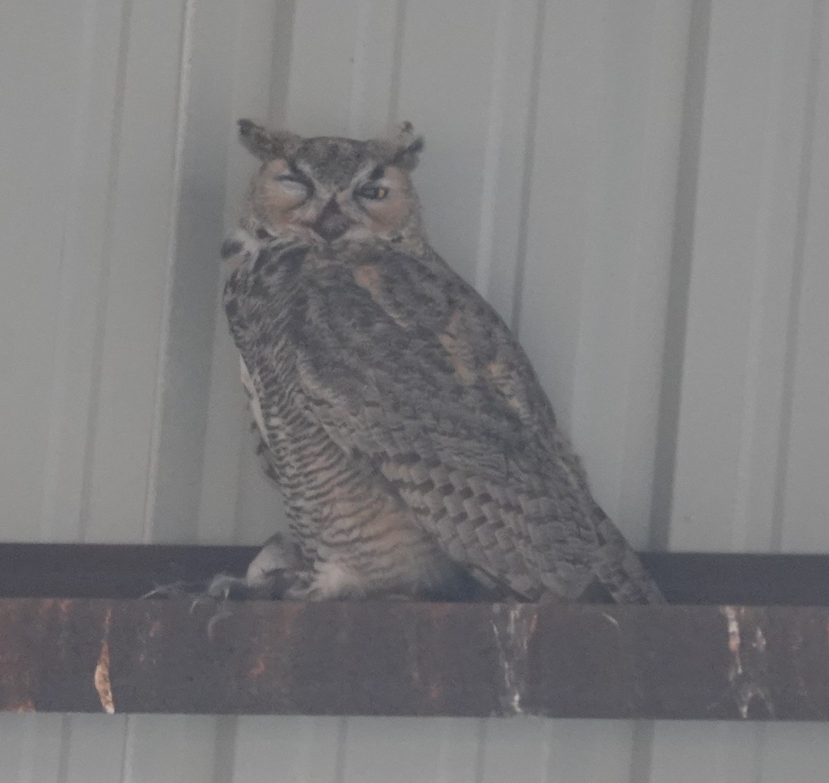 Great Horned Owl - ML622046236