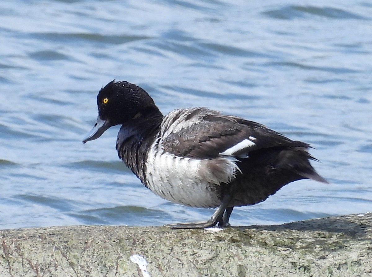 Lesser Scaup - ML622046278