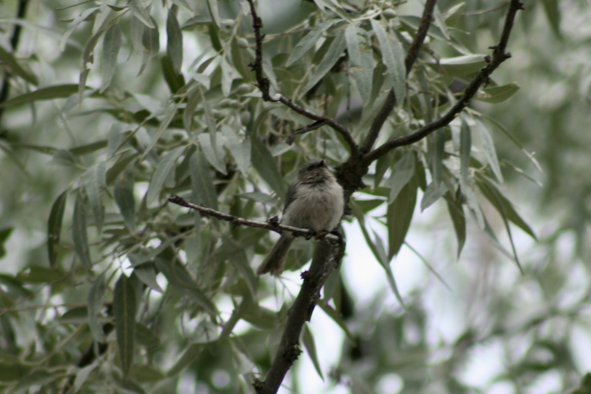 Bushtit - ML622046312